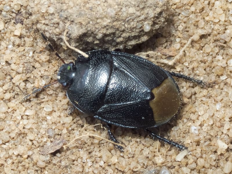 Sehirus luctuosus Mulsant & Rey, 1866